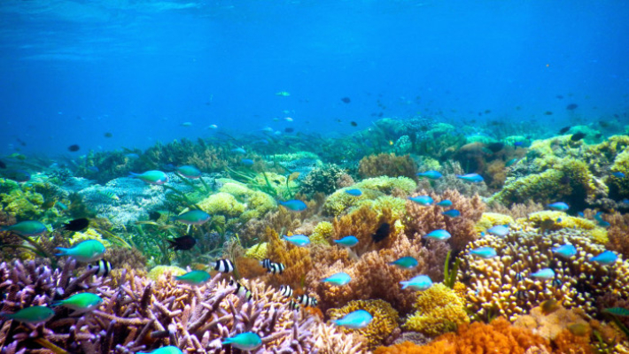 gorgeous coral reefs
